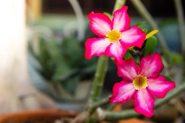 Çöl Gülü veya Impala Çiçeği Bahçede