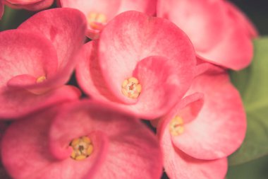 dikenler veya Mesih Thorn çiçek taç kadar kapalı