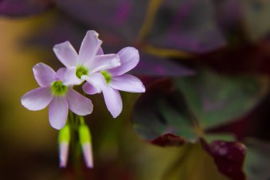 Closeup çiçek bahçesinde