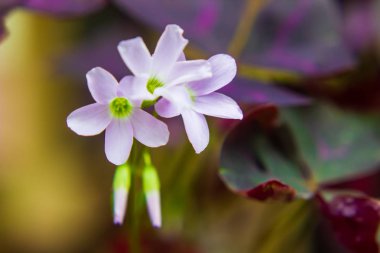 Closeup çiçek bahçesinde