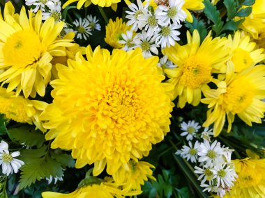 Güzel parlak sarı kasımpatı çiçeği