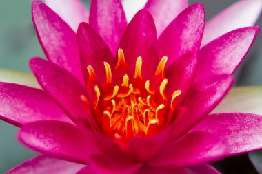 güzel lotus çiçeği Ellisiana veya Tubtim Siam Nilüfer gölet üzerinde çiçek açan bir parçası