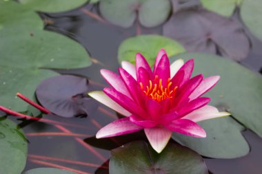 güzel lotus çiçeği Ellisiana veya Tubtim Siam nilüfer gölet üzerinde çiçeklenme