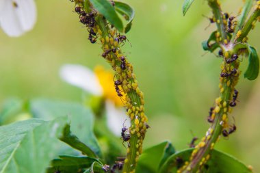 bahçede bir kök üzerinde yaprak biti kadar kapatın