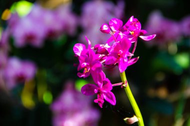 Bahçedeki orkide çiçeği