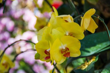 Bahçedeki orkide çiçeği