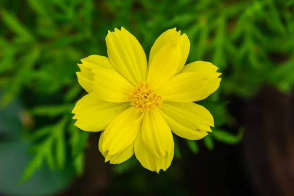 Fleur Jaune Dans Jardin Ensoleillé — Photo