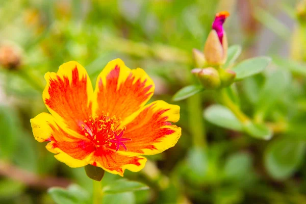 Крупный План Portulaca Цветок Саду Portulaca Oleracea — стоковое фото