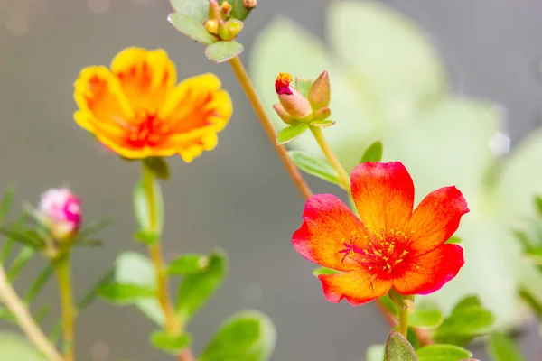 Gros Plan Portulaca Fleur Dans Jardin Portulaca Oleracea — Photo