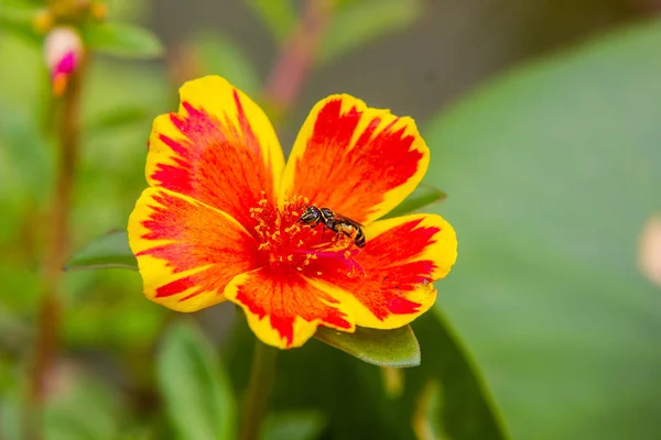 Пчела Portulaca Цветок Саду — стоковое фото