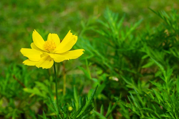 Gele Bloem Zonnige Tuin — Stockfoto