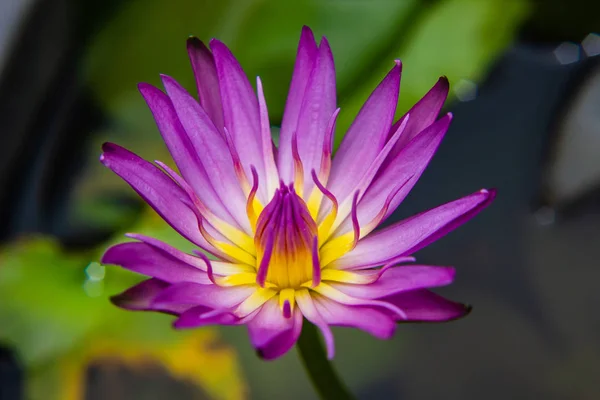 Violet Waterlily Lotus Flower Blooming Pond — Stock Photo, Image