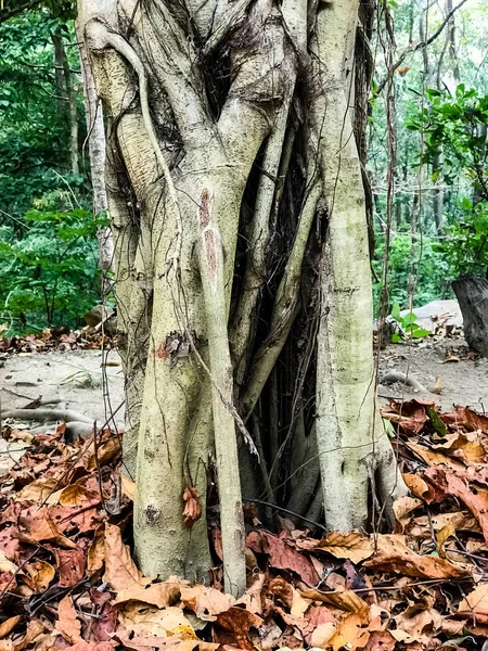 Tree Roots Fallen Autumn Leaves — Stock Photo, Image