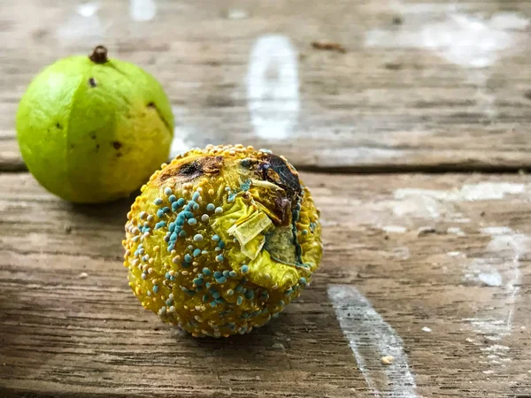 Close-up of growth of Mold on a rotten fruits - concept of bad food.