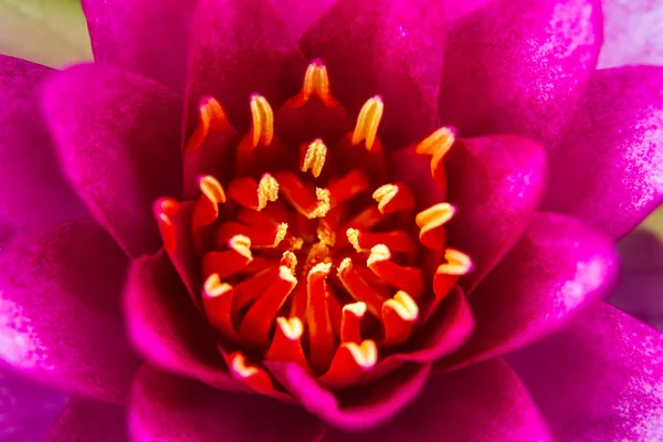 Ellisiana または Tubtim Siam スイレン池に咲く美しい蓮の花の一部 — ストック写真