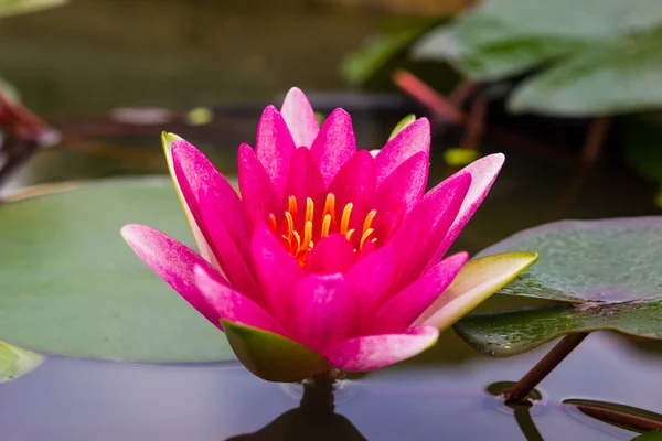 Beautiful Lotus Flower Ellisiana Tubtim Siam Water Lily Blooming Pond — Stock Photo, Image