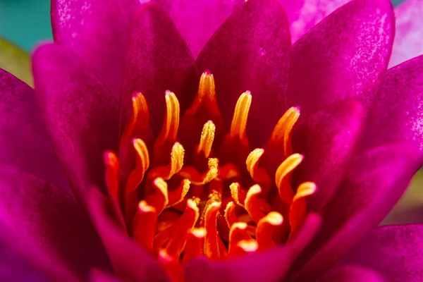 Součástí Nádherného Lotosového Květu Ellisiana Nebo Tubtim Siam Water Lily — Stock fotografie