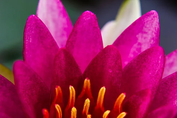 Part Beautiful Lotus Flower Ellisiana Tubtim Siam Water Lily Blooming — Stock Photo, Image