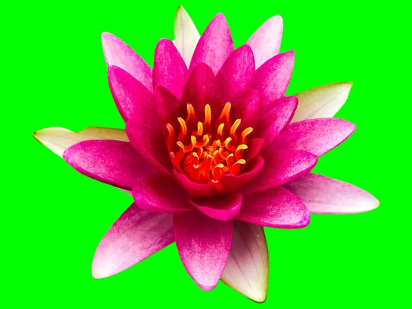 Beautiful Lotus Flower Ellisiana Tubtim Siam Water Lily Blooming Isolated — Stock Photo, Image