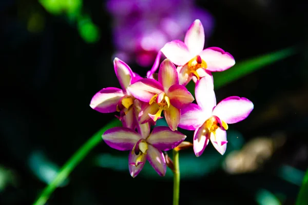 庭の蘭の花 — ストック写真