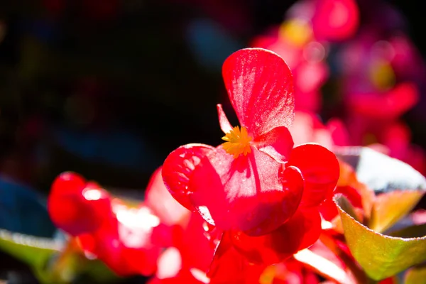 Belles Fleurs Fleurissant Dans Jardin — Photo