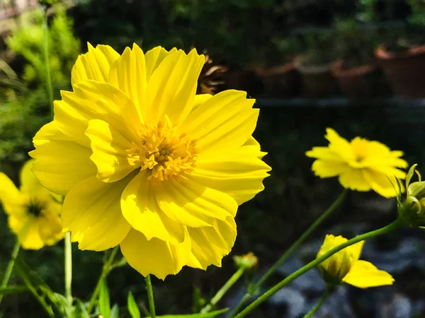 yellow flower in the sunny garden