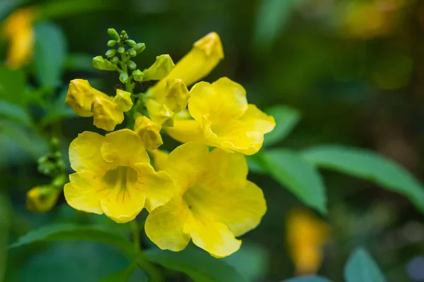 Flor Amarilla Jardín Soleado — Foto de Stock