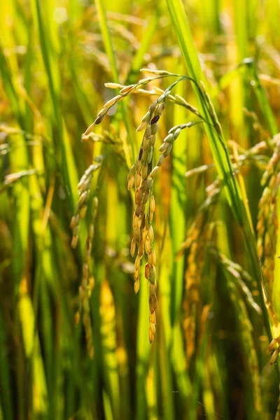 Reis Auf Dem Feld — Stockfoto