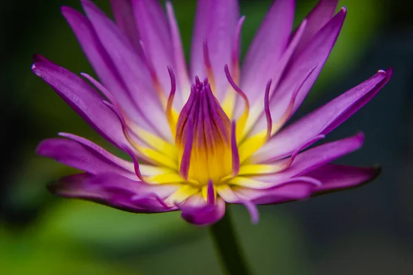 紫色的莲花水礼来花粉的一部分 — 图库照片#
