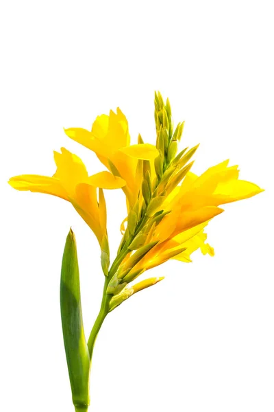 黄色的 Caanna 花绽放在被隔绝的白色背景 — 图库照片#
