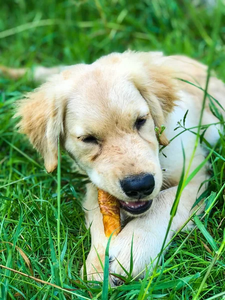 portrait of a cute golden retriever chewing dog snack