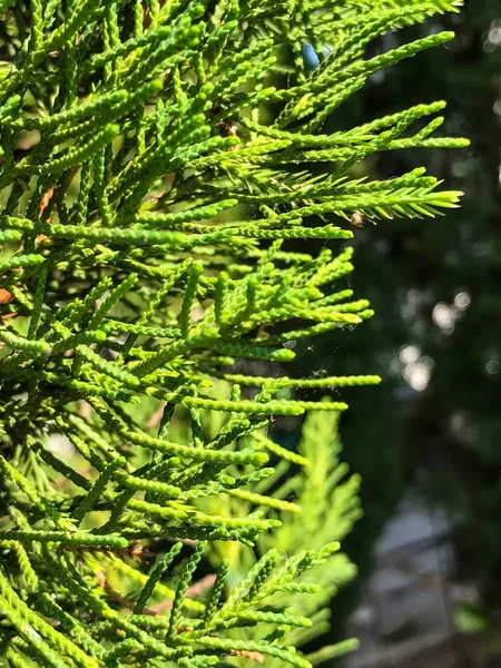 Pozadí Pine Tree Brunch Vánoční Strom — Stock fotografie