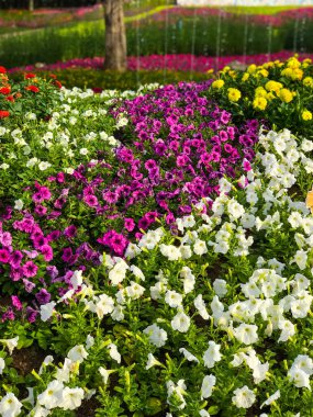 bahçede güzel Petunya çiçek grubu