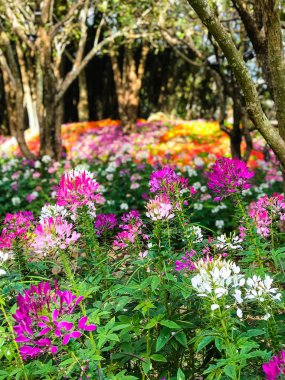 Güzel Cleome spinosa veya örümcek çiçek bahçede çiçek