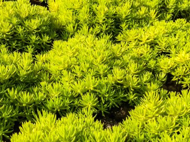 yeşil bitkinin güzel arka plan