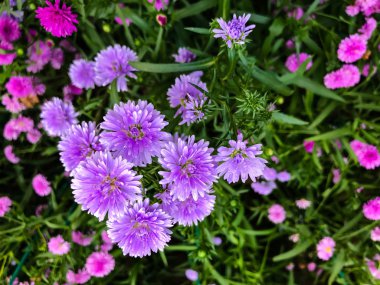 Güzel mor çiçek bahçede çiçek açan