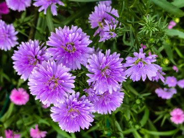 Güzel mor çiçek bahçede çiçek açan