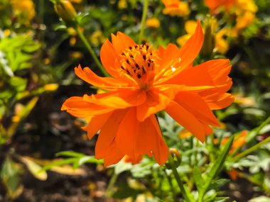 Güzel Meksika Aster turuncu çiçek bahçede çiçek açan