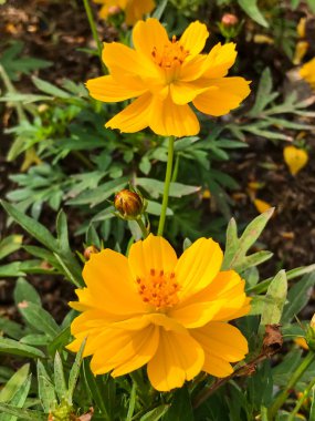 Güzel Meksika Aster sarı çiçek bahçede çiçek açan