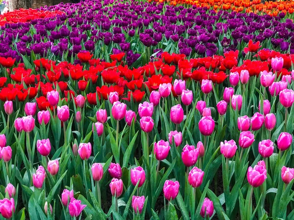 Schöner Strauß Tulpenblumen Garten — Stockfoto
