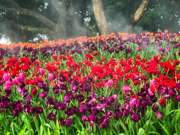 Schöner Strauß Tulpenblumen Garten — Stockfoto