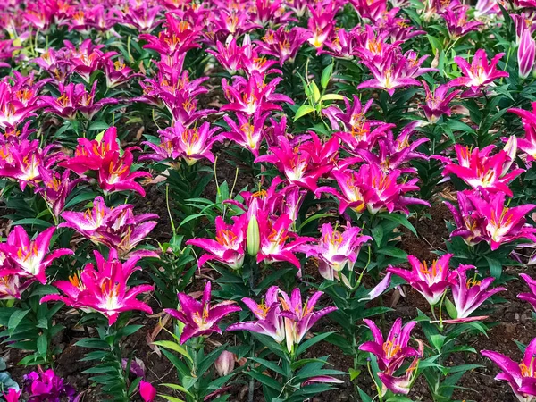 Schöne Rosa Lilienblüte Garten — Stockfoto