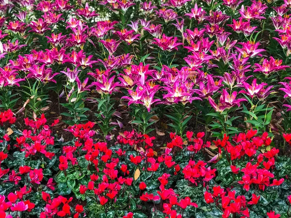 Schöne Rosa Lilien Und Cyclamenblüten Garten — Stockfoto