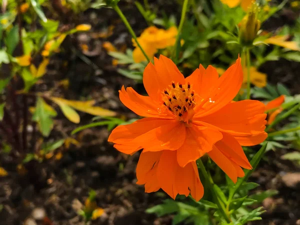 Güzel Meksika Aster Turuncu Çiçek Bahçede Çiçek Açan — Stok fotoğraf