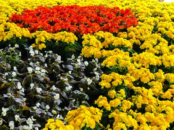 Schöner Garten Mit Bunten Blumen — Stockfoto