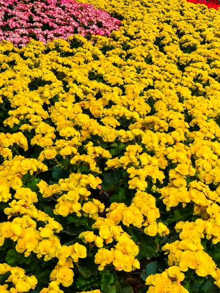 Schöner Garten Mit Bunten Blumen — Stockfoto