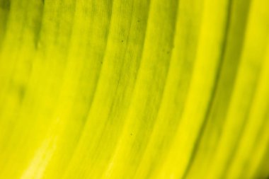 yeşil renk muz yaprak doku arka plan