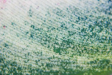 yaprak dokular yakın çekim