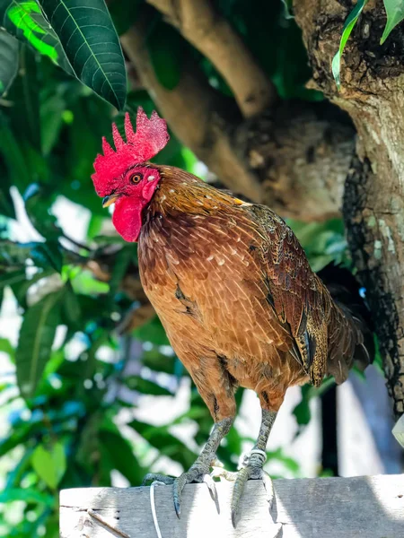 Barna csirke álló fa — Stock Fotó