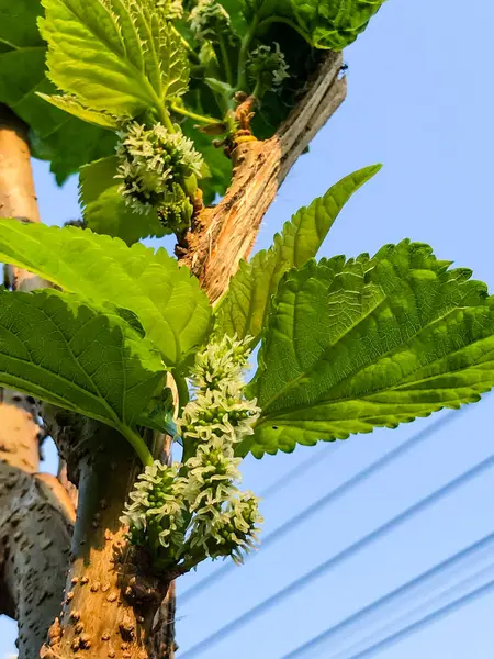 Mladí Mulberry ovoce roste na stromě — Stock fotografie